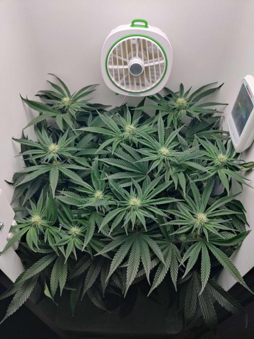 Vivian. Week 10 - Day 5