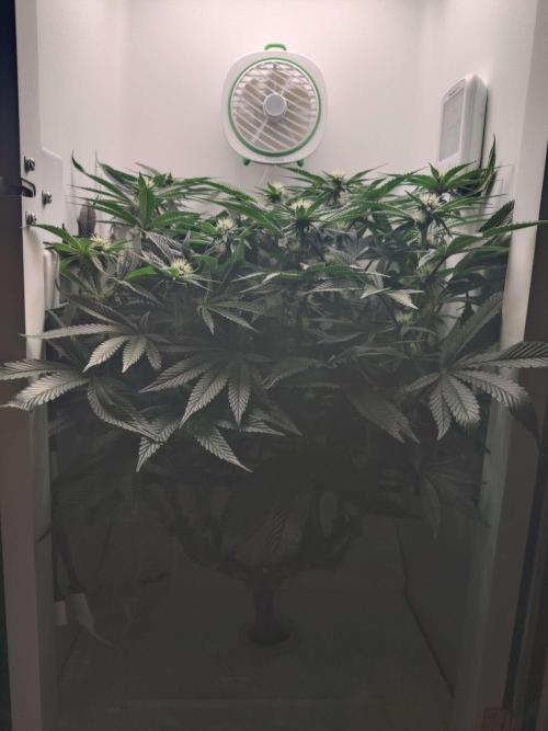 Vivian. Week 10 - Day 5