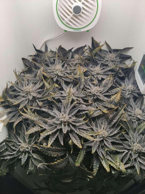 Valentina. Week 16 - Day 2