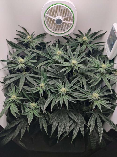 Vivian. Week 10 - Day 7