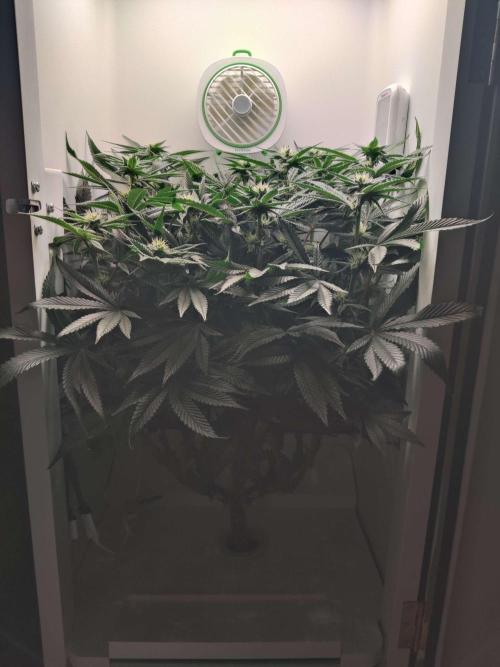 Valentina. Week 16 - Day 3