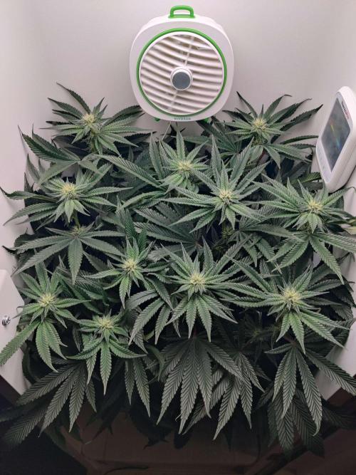 Vivian. Week 11 - Day 1