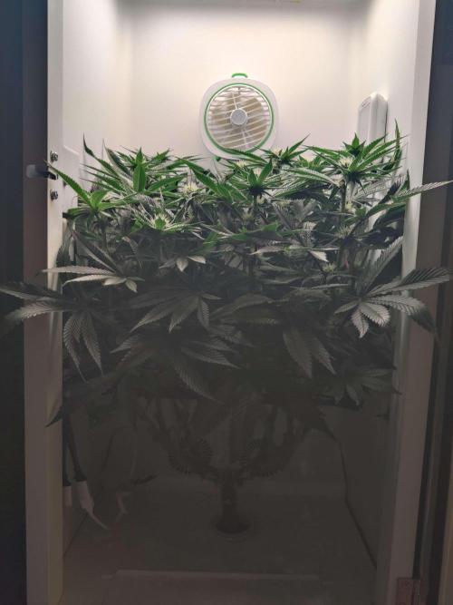 Vivian. Week 11 - Day 1