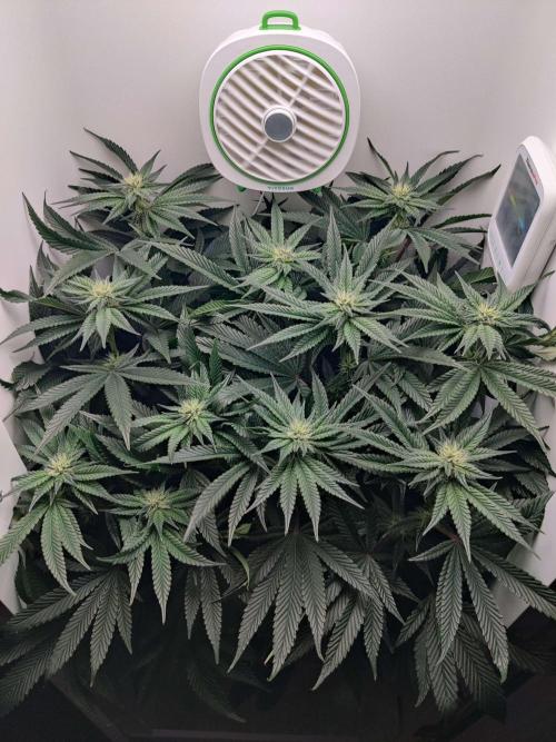 Vivian. Week 11 - Day 2