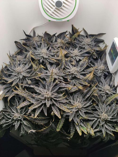 Valentina. Week 16 - Day 4