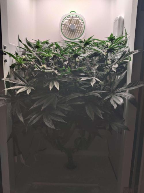 Valentina. Week 16 - Day 5