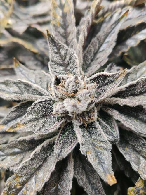 Valentina. Week 16 - Day 5