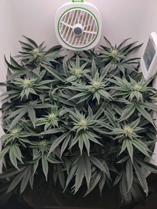 Vivian. Week 11 - Day 3