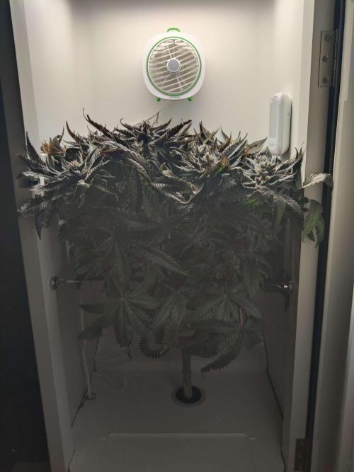 Vivian. Week 11 - Day 3