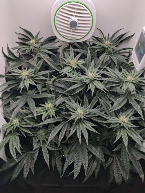 Vivian. Week 11 - Day 4