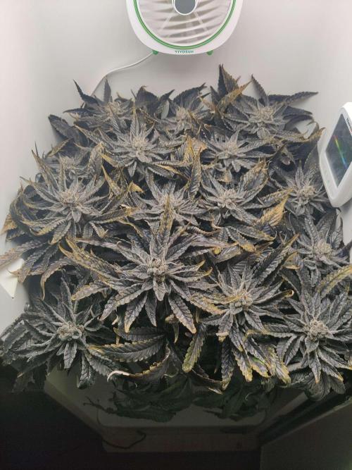 Valentina. Week 16 - Day 7