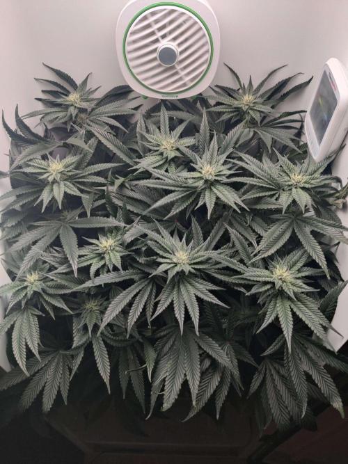 Vivian. Week 11 - Day 5