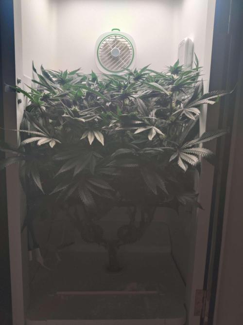 Vivian. Week 11 - Day 5