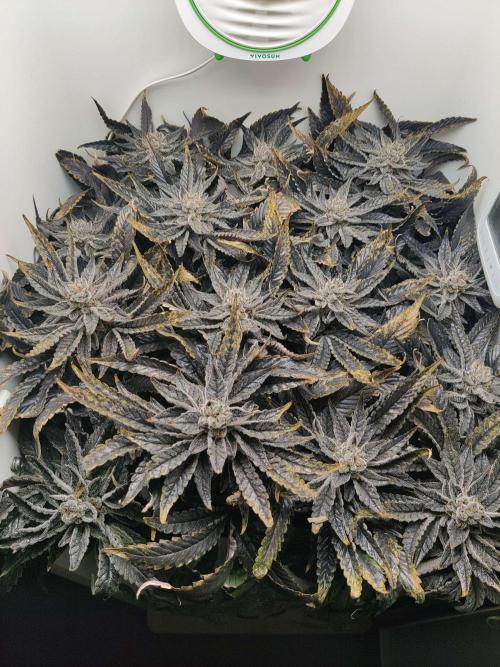 Valentina. Week 17 - Day 1