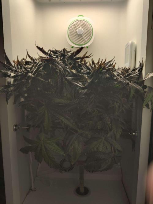 Valentina. Week 17 - Day 1