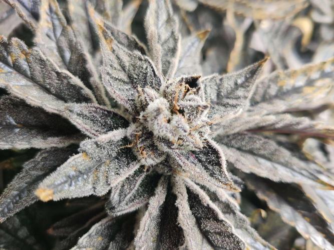 Valentina. Week 17 - Day 1