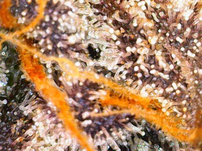 Valentina. Week 17 - Day 1