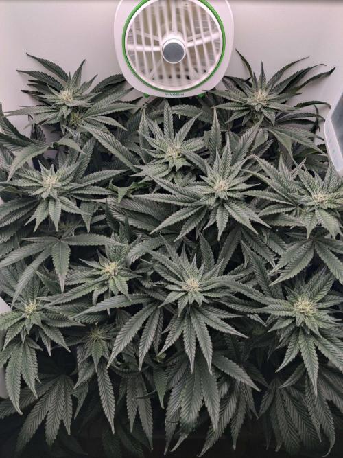 Vivian. Week 11 - Day 6