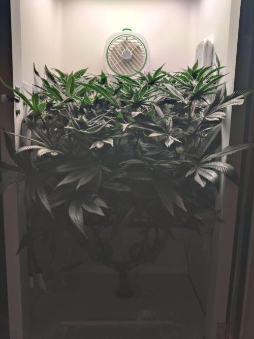 Vivian. Week 11 - Day 6