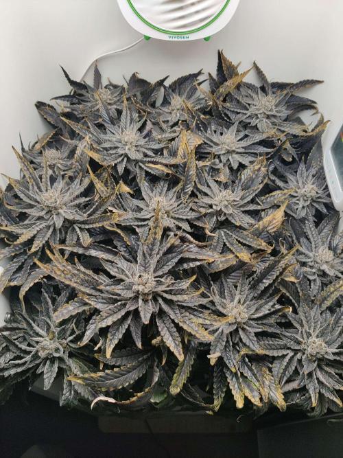 Valentina. Week 17 - Day 2