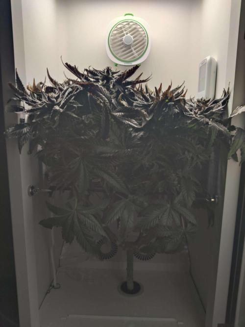 Valentina. Week 17 - Day 2