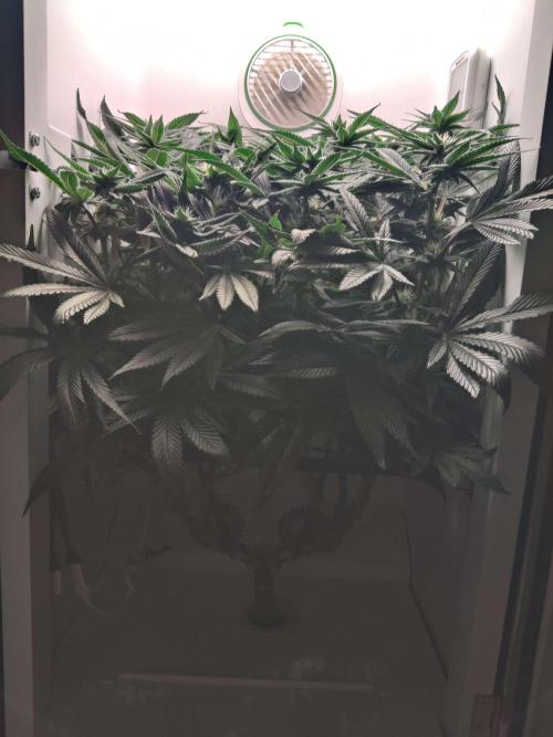 Vivian. Week 11 - Day 7