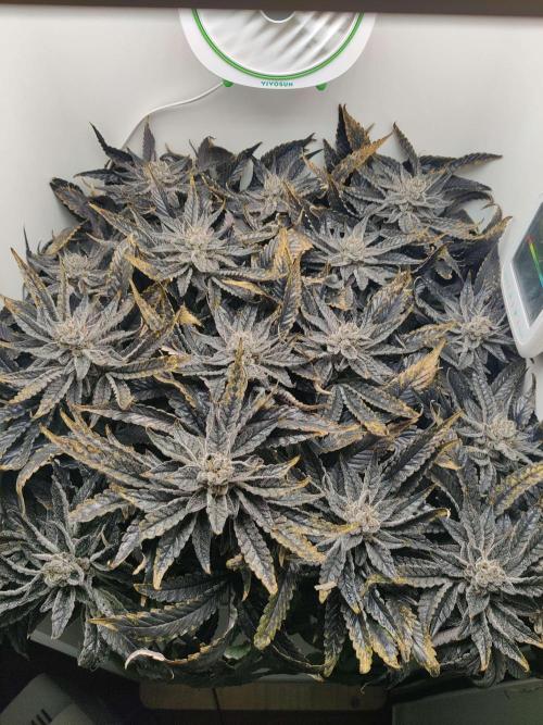 Valentina. Week 17 - Day 3