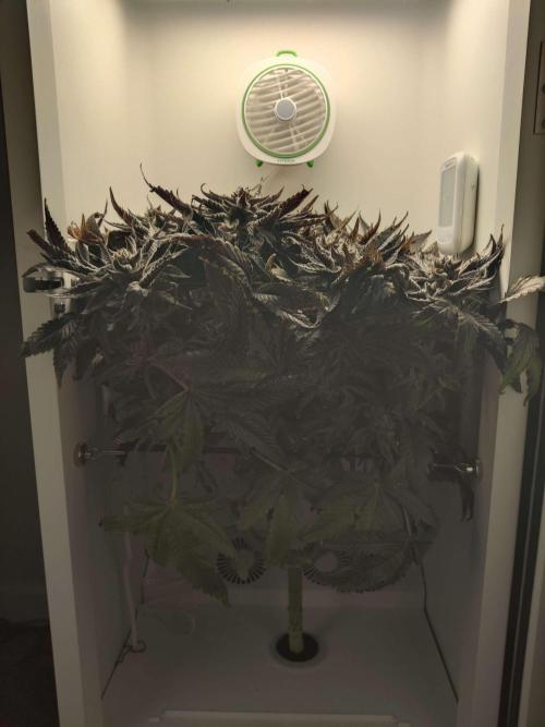 Valentina. Week 17 - Day 3