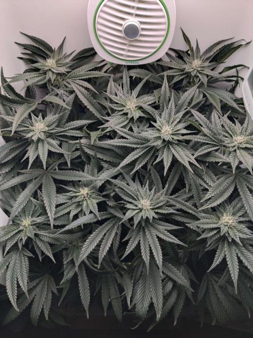 Vivian. Week 12 - Day 1