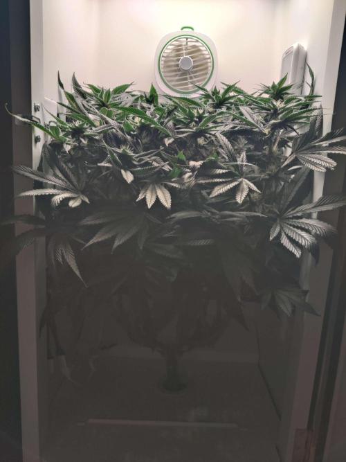 Vivian. Week 12 - Day 1