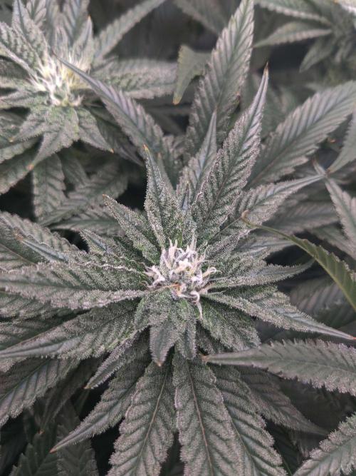 Vivian. Week 12 - Day 1