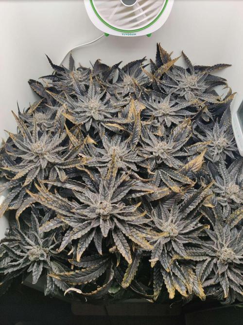 Valentina. Week 17 - Day 4