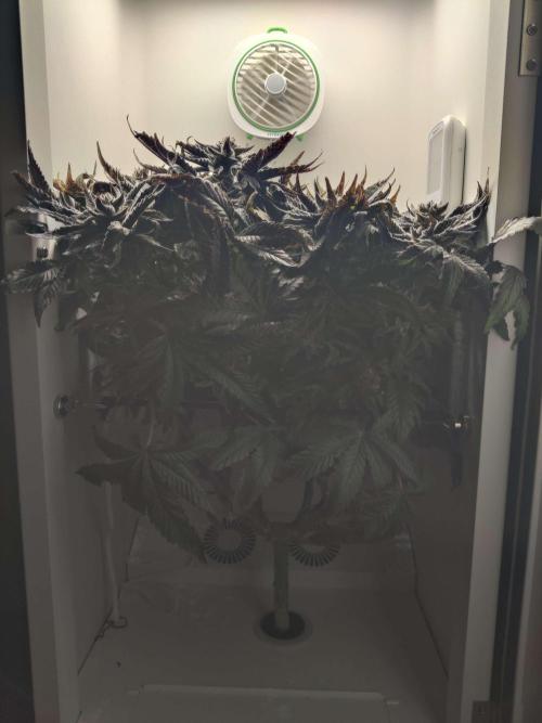 Valentina. Week 17 - Day 4