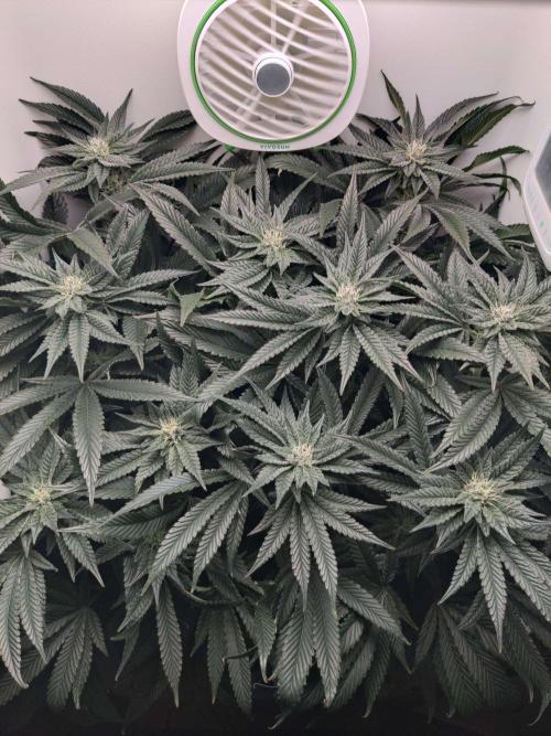 Vivian. Week 12 - Day 2