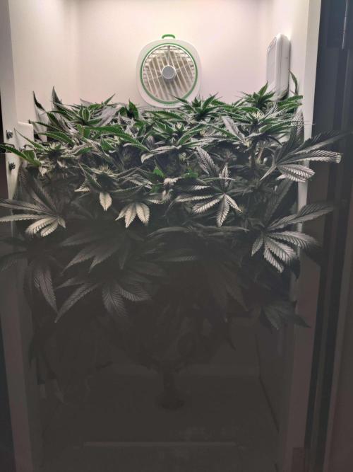 Vivian. Week 12 - Day 2