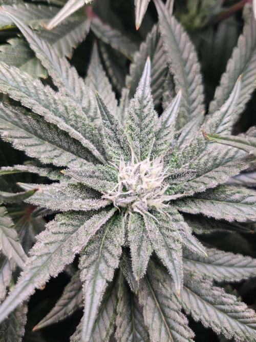 Vivian. Week 12 - Day 2