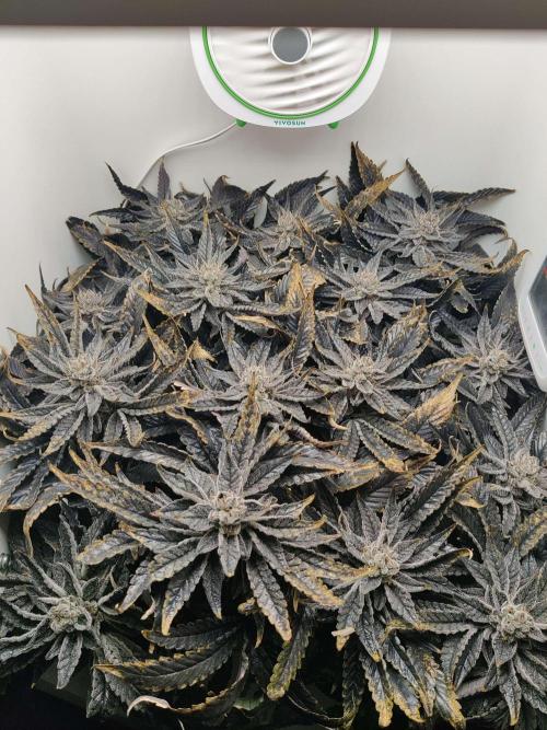 Valentina. Week 17 - Day 5