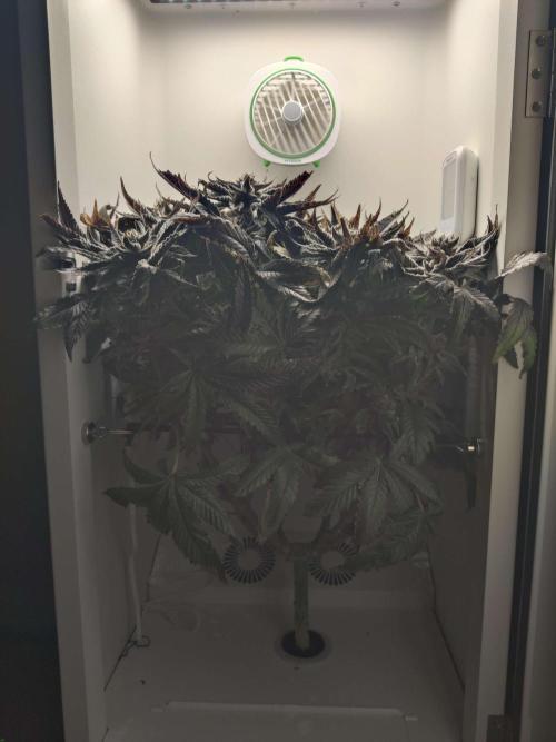 Valentina. Week 17 - Day 5