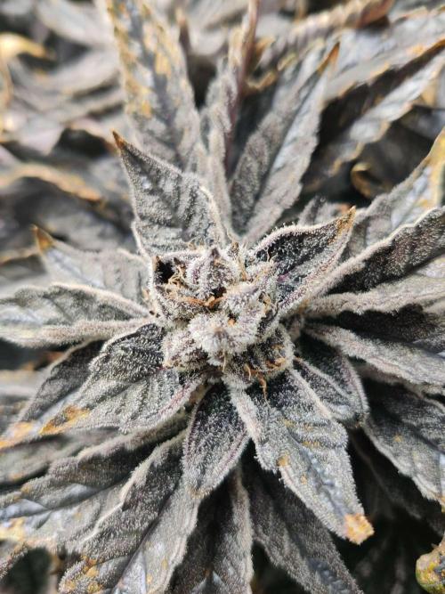 Valentina. Week 17 - Day 5