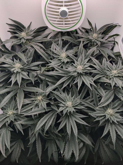 Vivian. Week 12 - Day 3