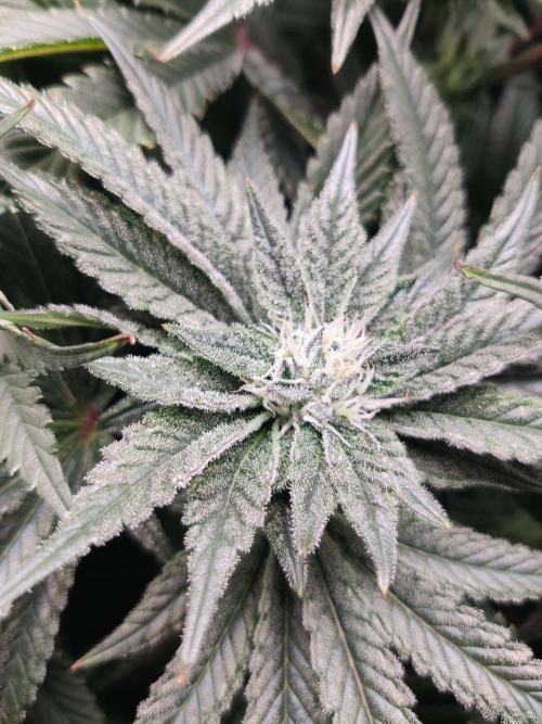 Vivian. Week 12 - Day 3