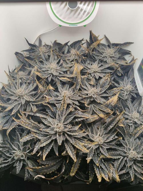 Valentina. Week 17 - Day 6