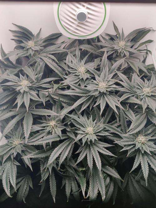 Vivian. Week 12 - Day 4