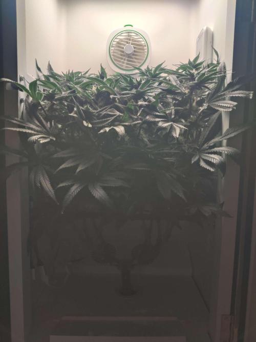 Vivian. Week 12 - Day 4