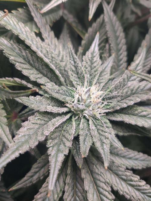 Vivian. Week 12 - Day 4