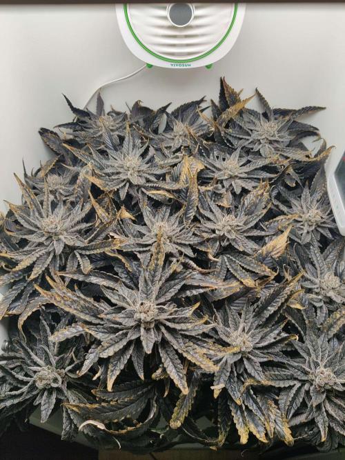 Valentina. Week 17 - Day 7