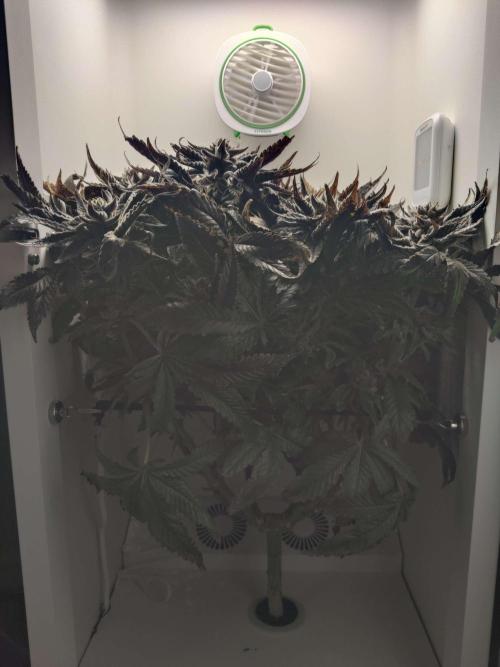 Valentina. Week 17 - Day 7