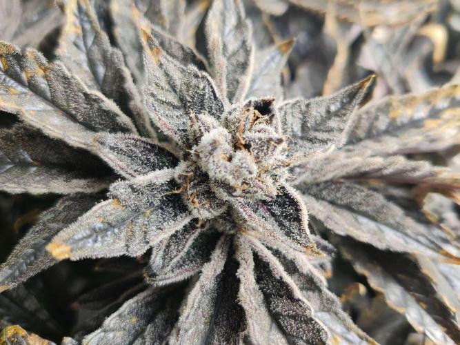 Valentina. Week 17 - Day 7