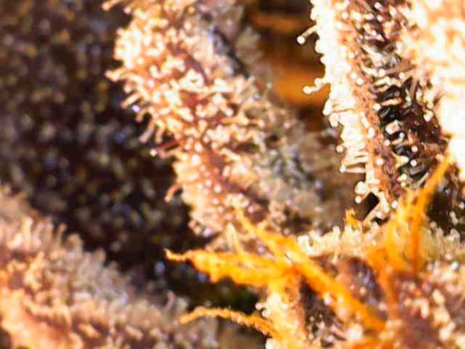 Valentina. Week 17 - Day 7