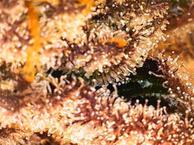 Valentina. Week 17 - Day 7